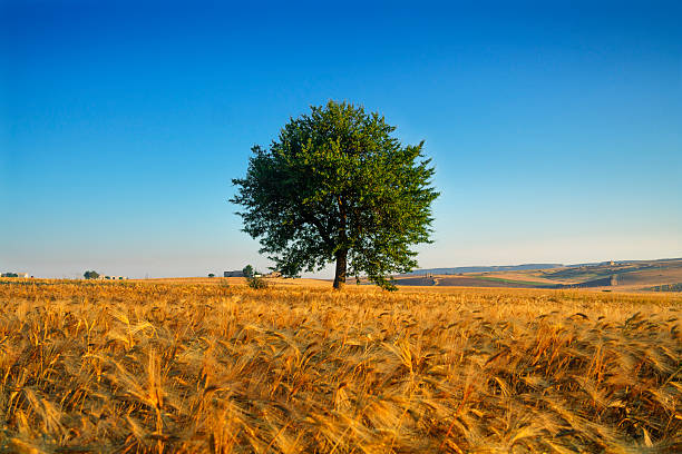 istock SUMMER LANDSCAPE.Between Puglia and Basilicata: corn field at dawn. (ITALY) 496914416
