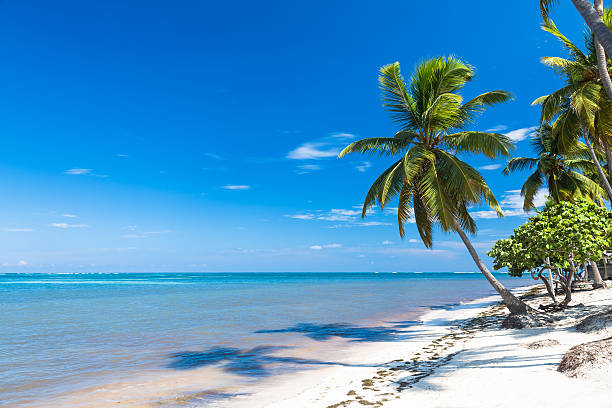 istock tropical sand beach with palm trees, vacation concept 496914592