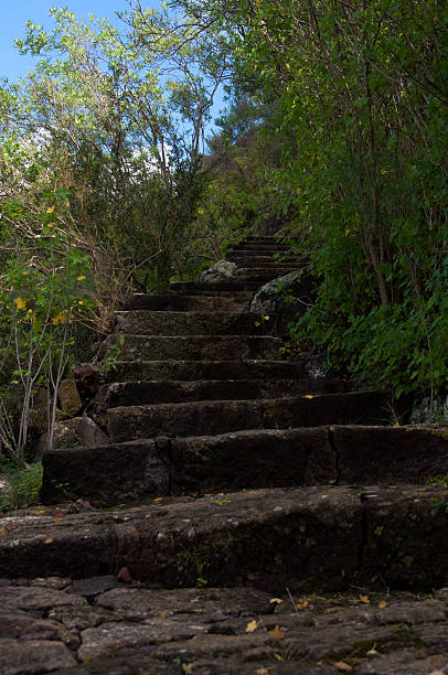 istock Stone steps leading up to the woodland 496915246