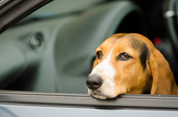 istock dog hanging out of the car 496916521