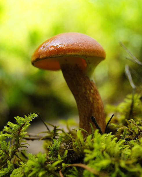 istock Orange-cap mushroom close up in moss background in the forest 496916555