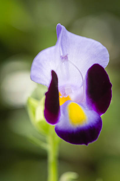 istock Close up Violet Torenia Flower 496916691