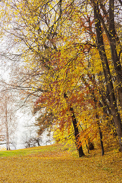 Deciduous trees in fall. Landscape with deciduous trees in fall.  Norway. norway autumn oslo tree stock pictures, royalty-free photos & images