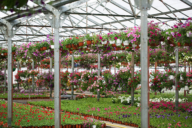 istock Flowers in the greenhouse 496917137
