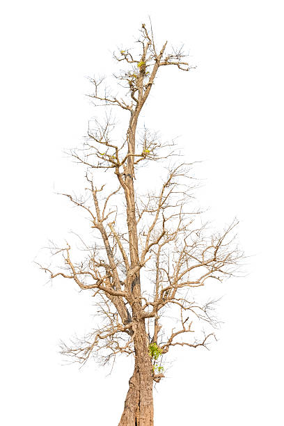 istock Old tree in autumn with no leaves 496917581