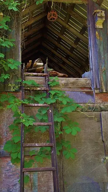 An old horse stable's hayloft area and attached ladder.  A vine grows around the ladder.