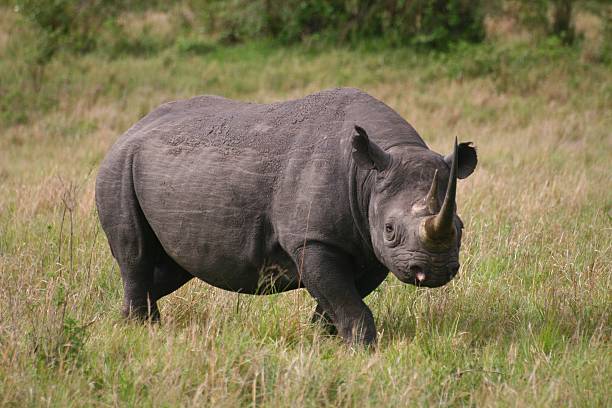 istock Black rhinoceros in the wild 496918331