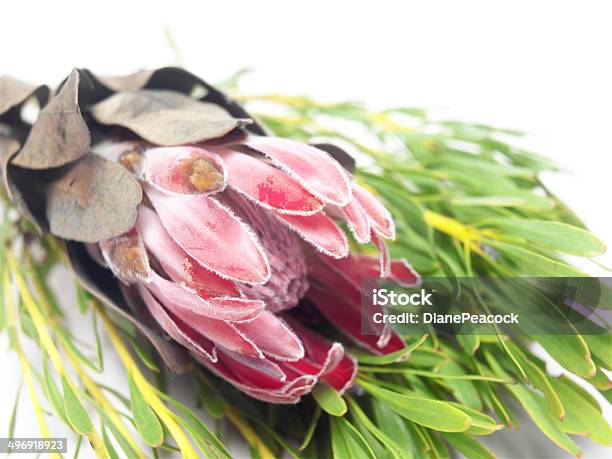 Dreamy Decoration Stock Photo - Download Image Now - Bush, Environment, Evergreen Plant