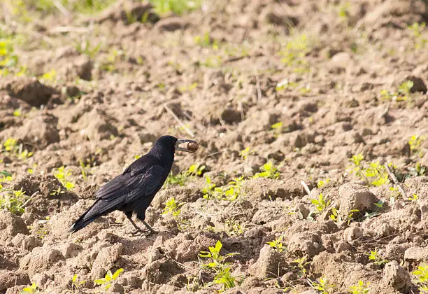 Rook (Corvus frugilegus)