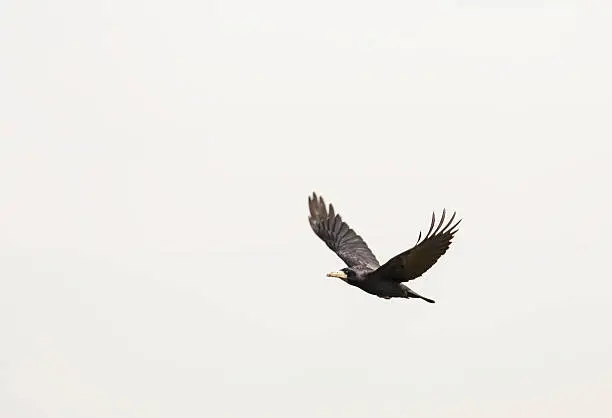 Rook (Corvus frugilegus)