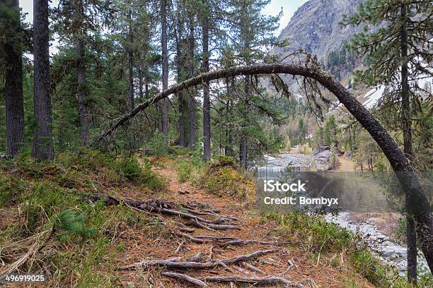 Foto de Paisagem e mais fotos de stock de Pontresina - Pontresina, Bosque - Floresta, Cantão de Graubunden