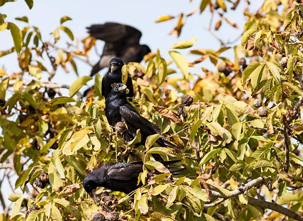 Rook (Corvus frugilegus)