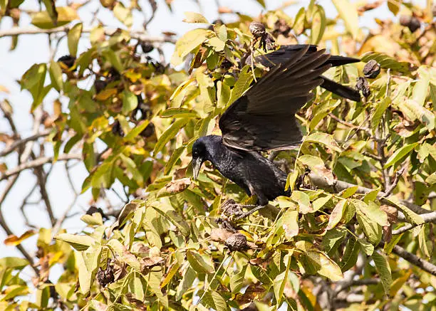 Rook (Corvus frugilegus)