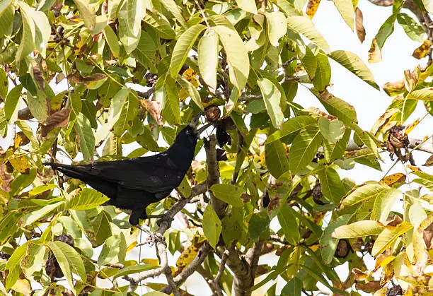 Rook (Corvus frugilegus)