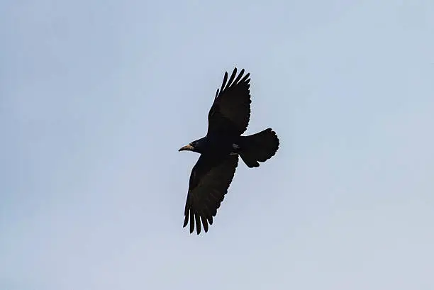 Rook (Corvus frugilegus)