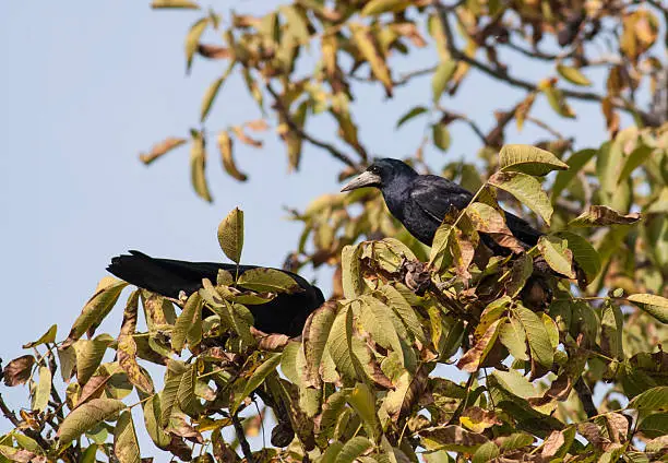 Rook (Corvus frugilegus)