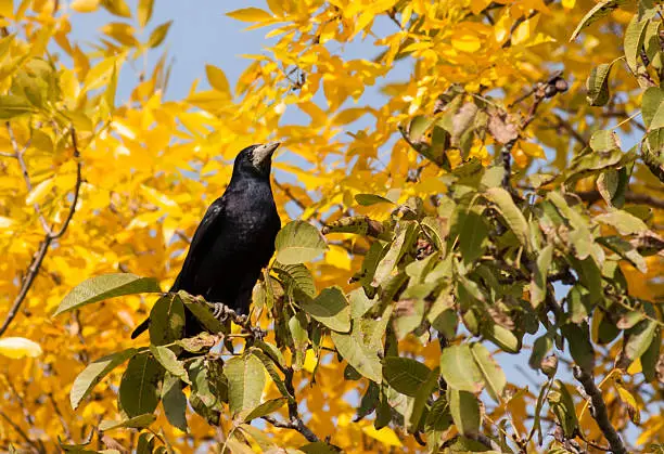 Rook (Corvus frugilegus)