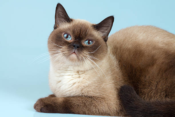 istock Portrait of siamese cat; 496919678