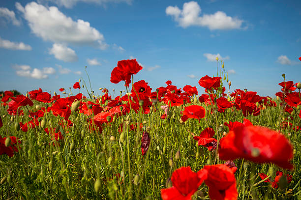 istock Poppy Field 08 496919999