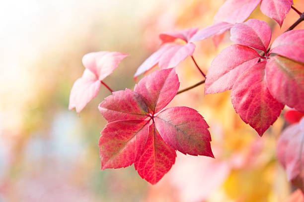 Parthenocissus tricuspidata  Virginia creeper, it is grown as a way to cover the facades of common masonry buildings climbing ornamental plant. In the summer by shading the walls can significantly reduce cooling costs, because it is important to actually use economically. yellow leaves of red leaf background flug clear Boston Ivy stock pictures, royalty-free photos & images