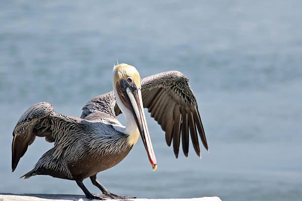 istock Pelican Prepared to Fly 496921178