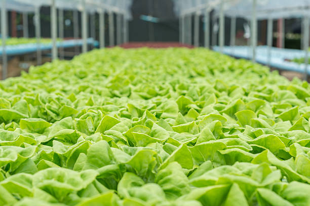 istock Organic hydroponic vegetable cultivation farm 496921244