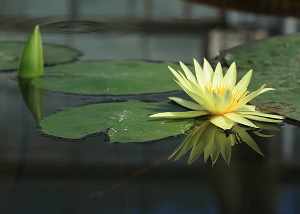 istock lotus flowers in garden 496921295