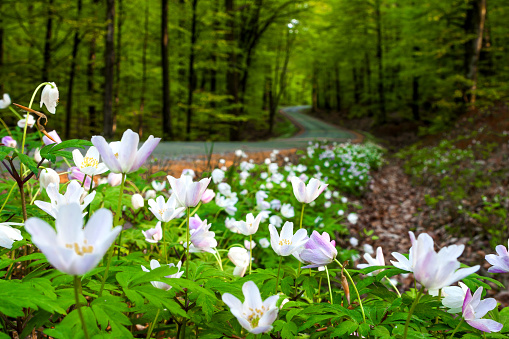 Portrait of wood anemones in front of a forest and curved road