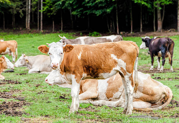 istock Calf in the Romanian countryside 496921347