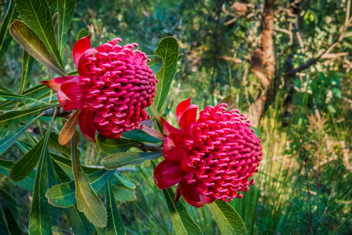 Two Red Waratah Flowers in natural bush setting, Sydney region, New South Wales, Australia. (Telopea speciosissima), New South Wales Flower Emblem, Australia.