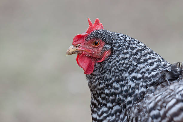 A close up photo of a black and white striped hen on a neutral gray background.  Breed of chicken:  Barred Rock