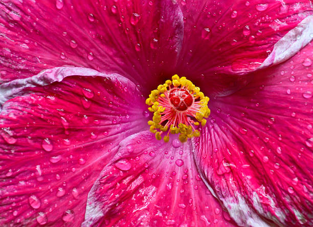 istock pink hibiscus flower with raindrops 496921649