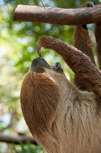 istock Two-toed sloth, Choloepus didactylus. 496921837