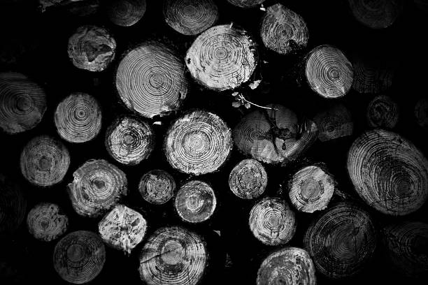istock Trunks of wood 496921870