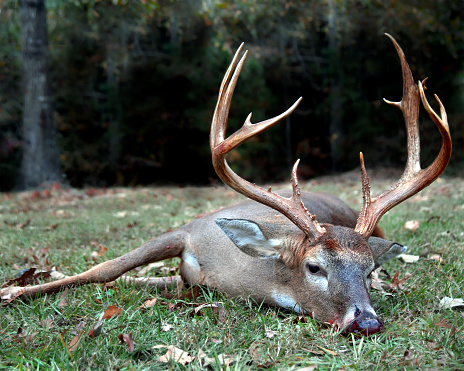 Large buck with a rack of 12 to 14 points lays on the grass with dark woods behind him.  He has been shot with a bow and arrow.