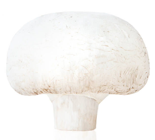 istock champignon mushroom and isolated on white background 496922326