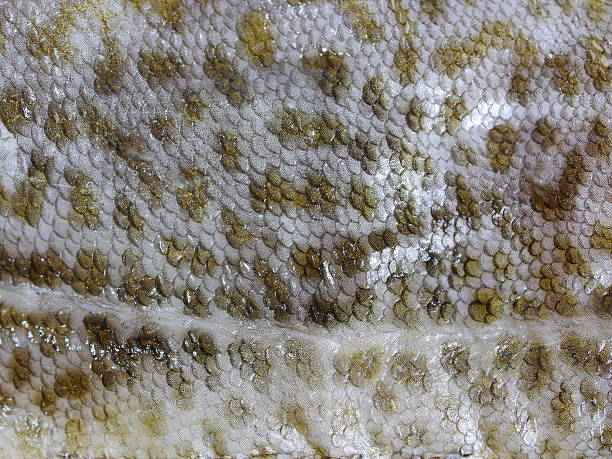 cod fish skin background cod fish skin with scales tropical fish closeup stock pictures, royalty-free photos & images