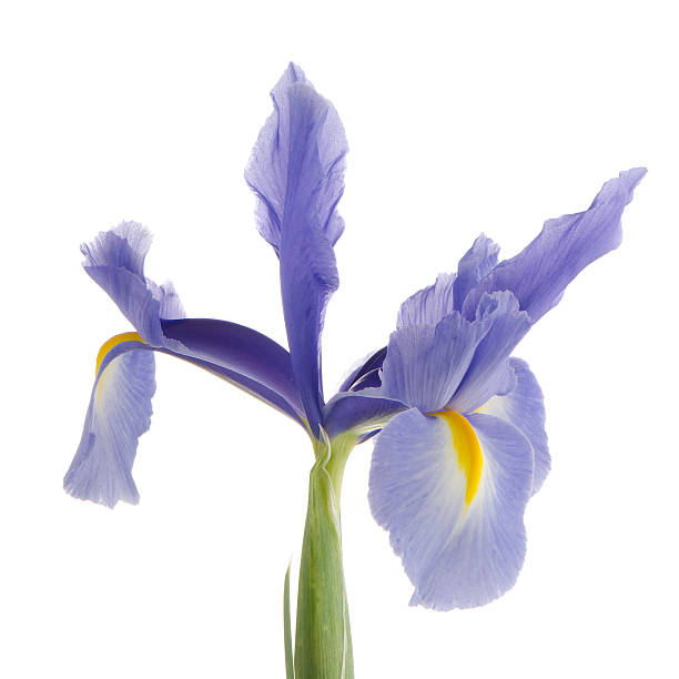 istock Purple lily flower 496922857