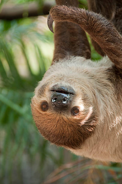 istock Two-toed sloth, Choloepus didactylus. 496923169
