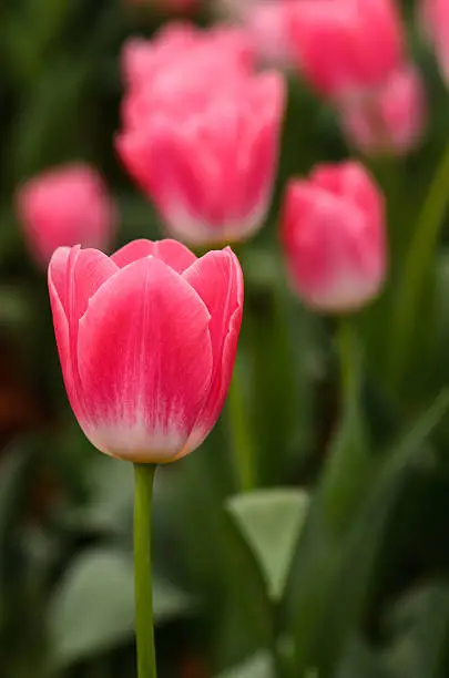 pink tulips family at garden