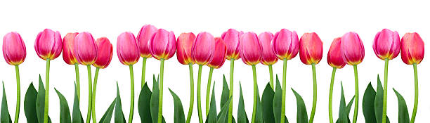 istock Group of pink tulips. 496923405