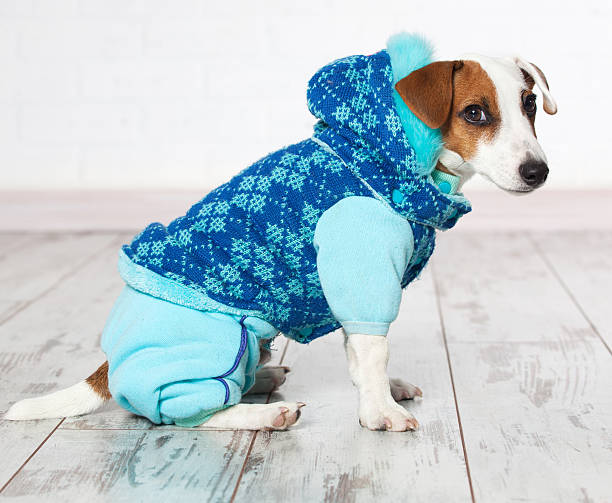 istock Dog in winter clothes 496924356