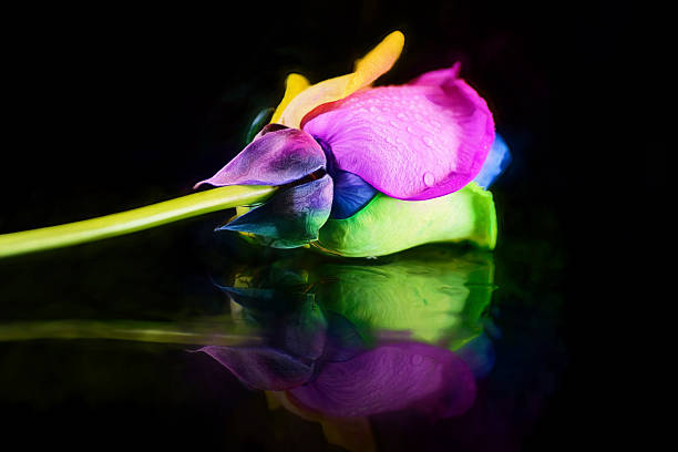 istock Digital art, Rainbow Rose, reflection in water, isolated, black background 496924546