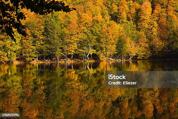 Fall Trees At Lake Edge Of Yedigoller Stock Photo - Download Image Now - 2015, Autumn, Autumn Leaf Color