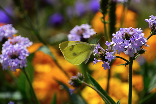 Macro image with a Large white butterfly sitting on a purple flower. Bokeh background composed from many flowers.