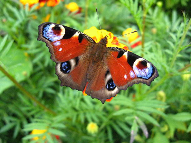 istock The peacock eye on the flower 496928162