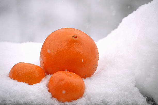 Close-up image of exotic citrus fruits: one big ripe orange with two mandarins laying together in snow while snowflakes are falling over them. A contrast between summer fruits and snowy winter. 