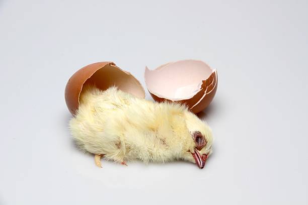 istock You are what you eat 496928724
