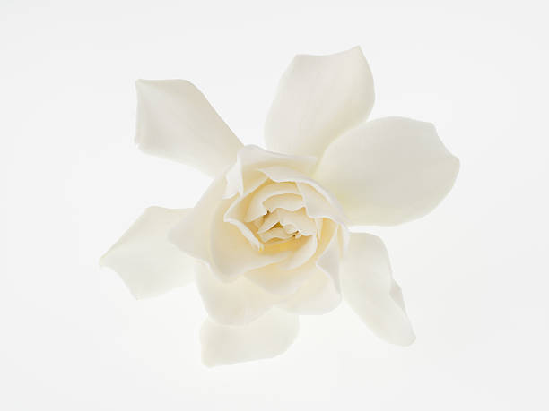 istock Beautiful white gardenia isolated on white background 496941223
