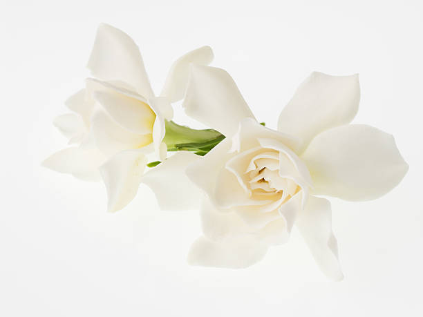 Beautiful white gardenia isolated on white background stock photo